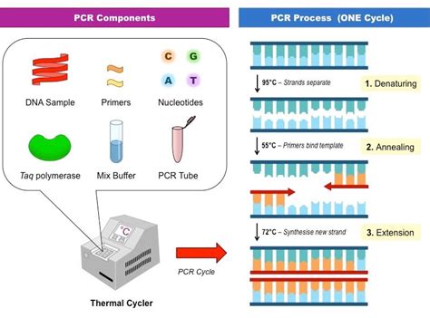 Polymerase Chain Reaction Pcr And Real Time Polymerase Chain Reaction Polymerase Chain Reaction Pcr And Real Time Polymerase Chain Reaction
