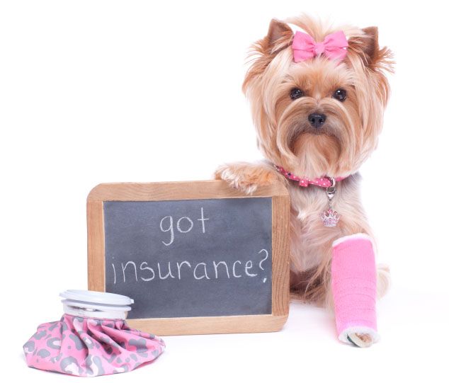Prepare For The Unexpected With Pet Insurance Southpoint Animal Hospital Prepare For The Unexpected With Pet Insurance Southpoint Animal Hospital