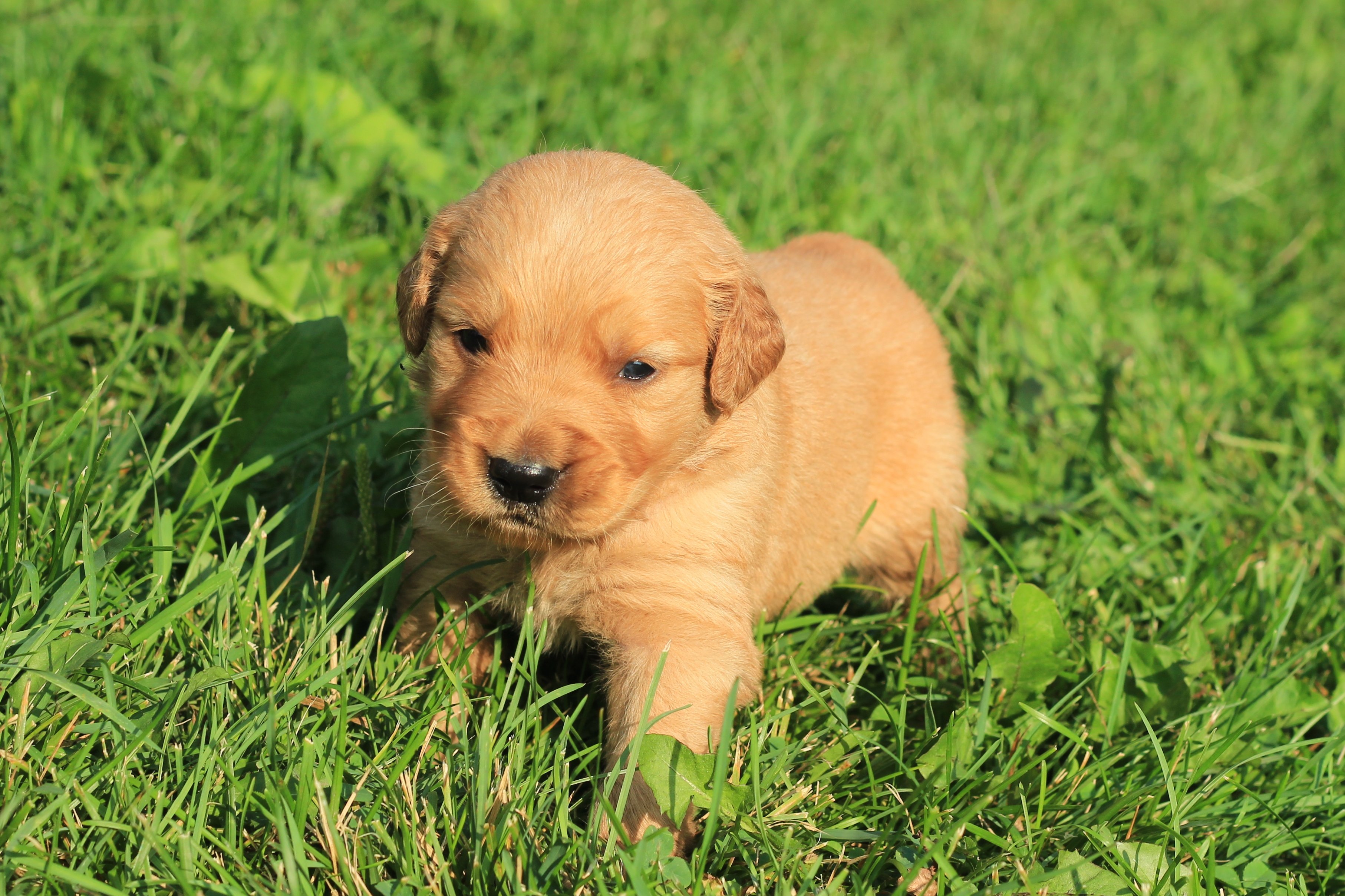 Puppy Insurance Cost