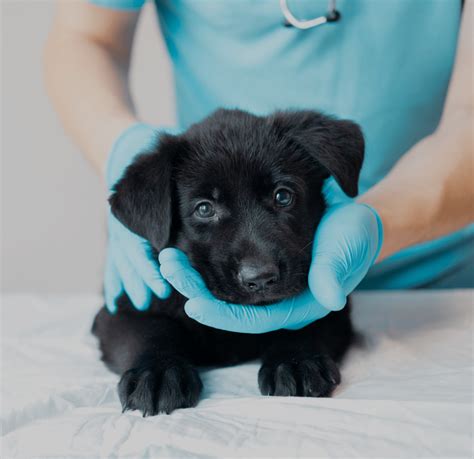 Puppy Insurance Perfect Pet Insurance Puppy Insurance Perfect Pet Insurance