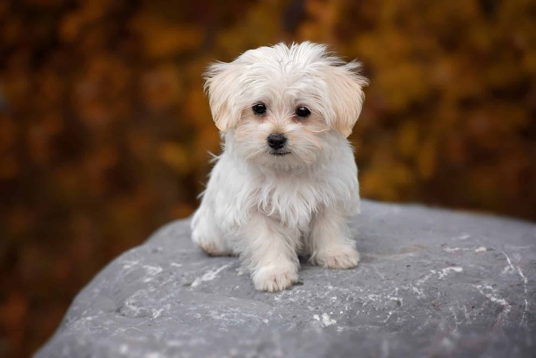 Puppy Insurance Prices