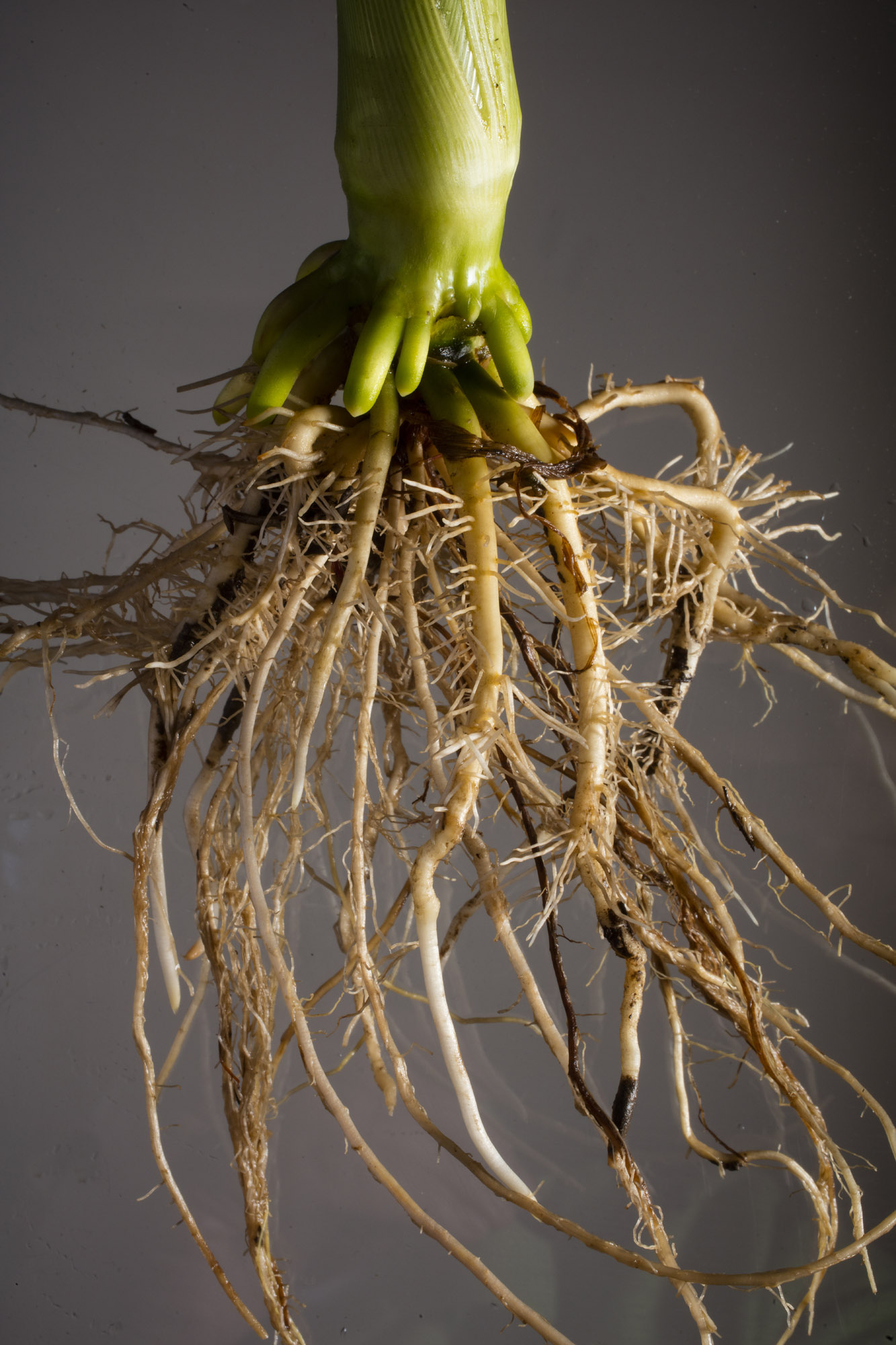 Root Insurance Company