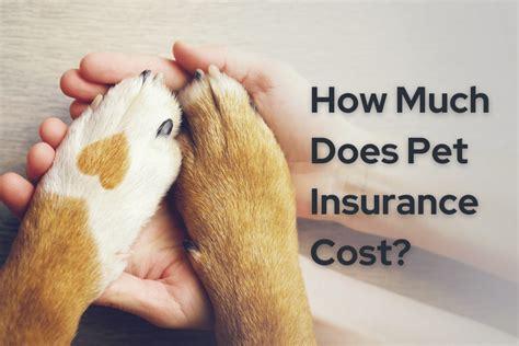 Shopping Pet Insurance For Dogs Plans Providers Costs Shopping Pet Insurance For Dogs Plans Providers Costs