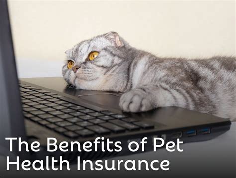Should You Get Pet Insurance Santa Fe Animal Clinic Should You Get Pet Insurance Santa Fe Animal Clinic