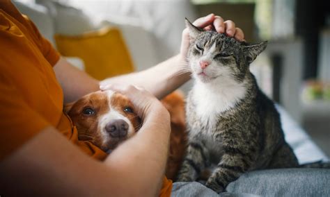 State Farm Pet Insurance 2024 Review And Rates Nerdwallet State Farm Pet Insurance 2024 Review And Rates Nerdwallet