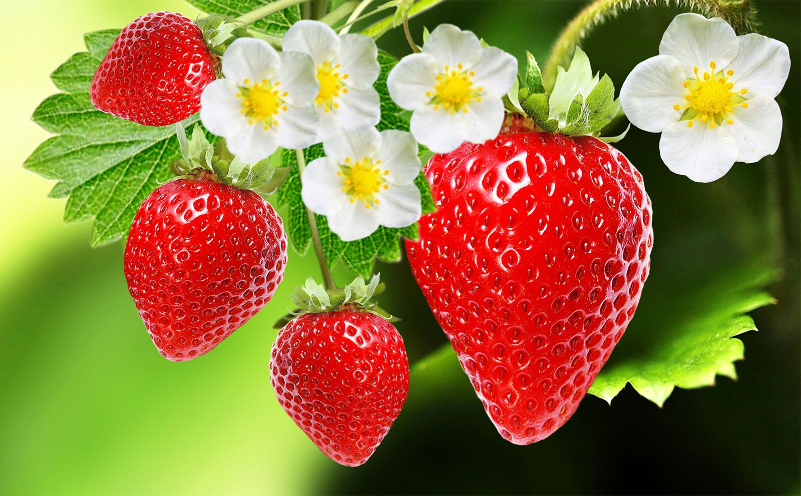 Strawberry Tabbyy Biography Wiki Age Birthday And More Strawberry Tabbyy Biography Wiki Age Birthday And More