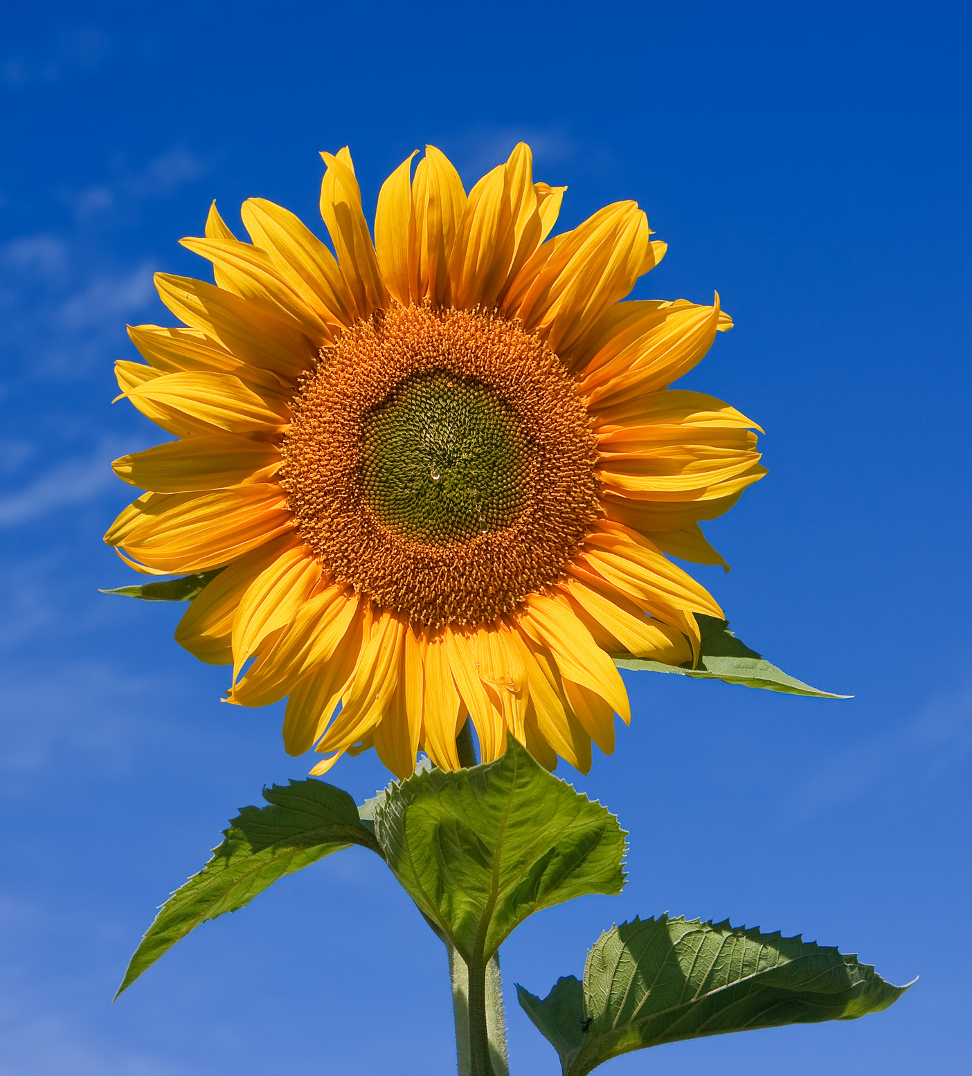 Sunflower Life Insurance Company Limited Sunflower Life Insurance Company Limited