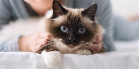 The 7 Best Cat Pet Insurance Companies In The Uk Cats Com The 7 Best Cat Pet Insurance Companies In The Uk Cats Com