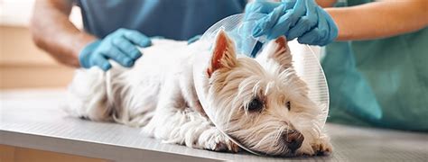 The Average Cost Of Pet Insurance 2021 Advisorsmith The Average Cost Of Pet Insurance 2021 Advisorsmith