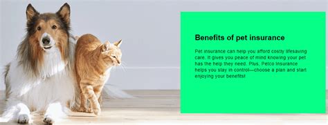 The Best Multi Pet Insurance Options The Best Multi Pet Insurance Options