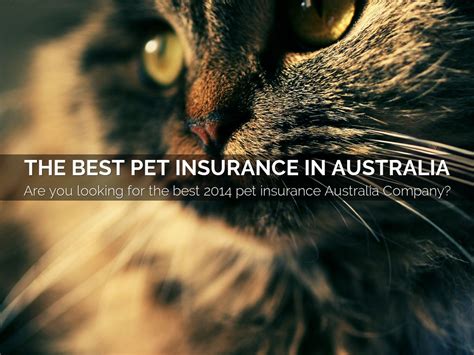 The Best Pet Insurance In Australia By Petplanpro The Best Pet Insurance In Australia By Petplanpro