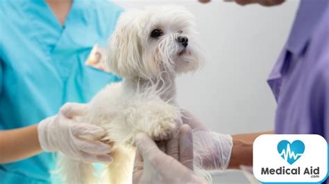 The Best Pet Insurance That Covers Neutering 2025 The Best Pet Insurance That Covers Neutering 2025