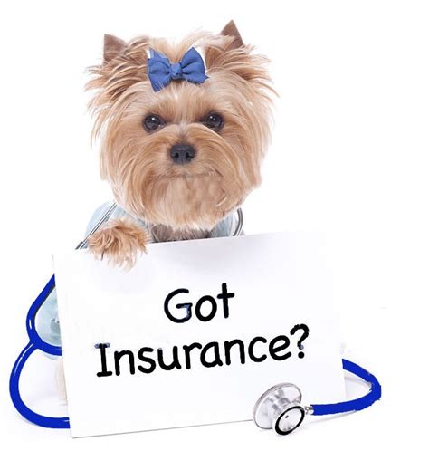 The Pet Insurance Market Is Being Influenced By Emerging Trends In The Pet Insurance Market Is Being Influenced By Emerging Trends In