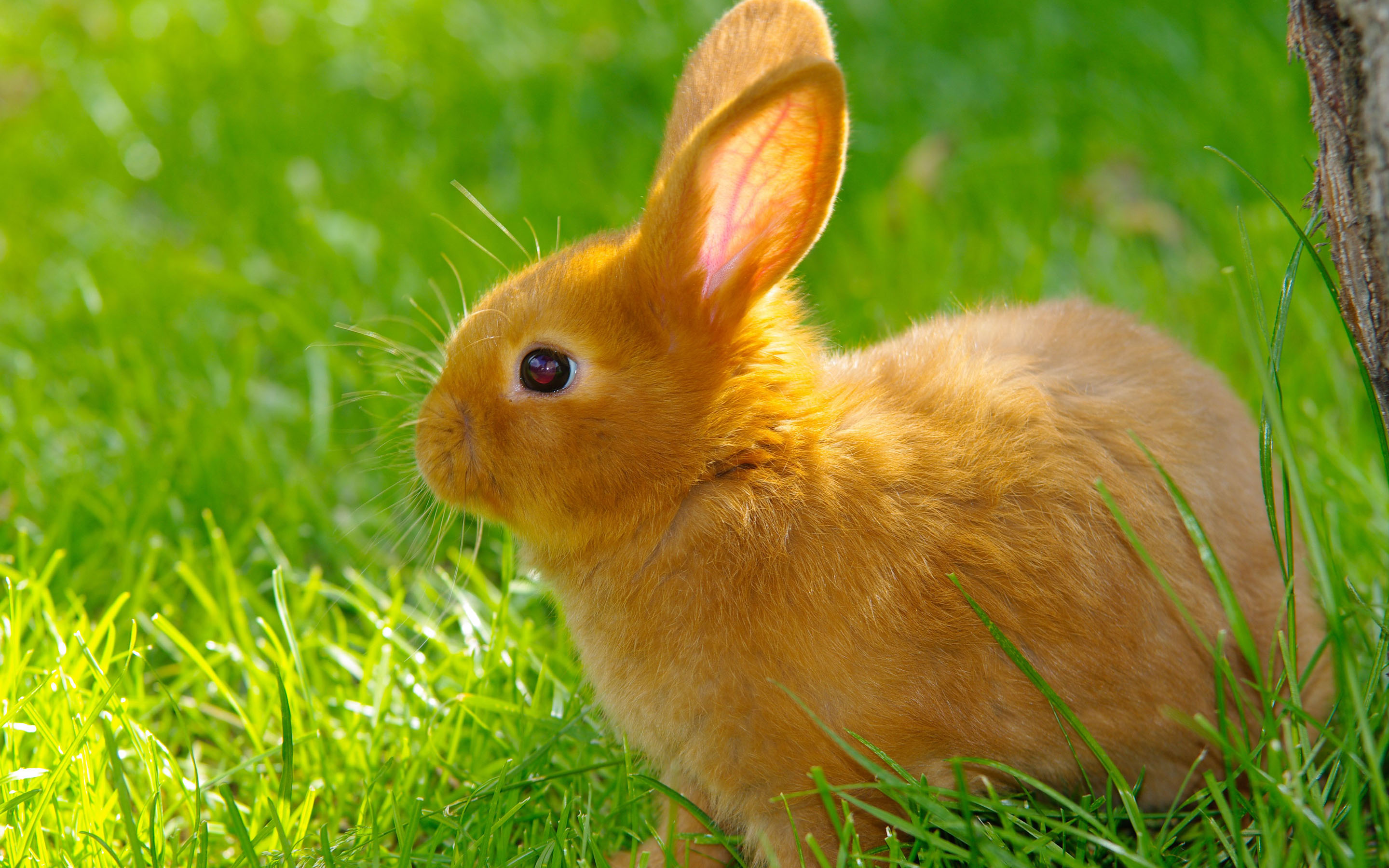 This Rabbit Has Fainted This Rabbit Has Fainted Again Cute Tiktok This Rabbit Has Fainted This Rabbit Has Fainted Again Cute Tiktok