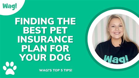 Tips For Finding The Best Pet Insurance For Your Dog Wag Youtube Tips For Finding The Best Pet Insurance For Your Dog Wag Youtube