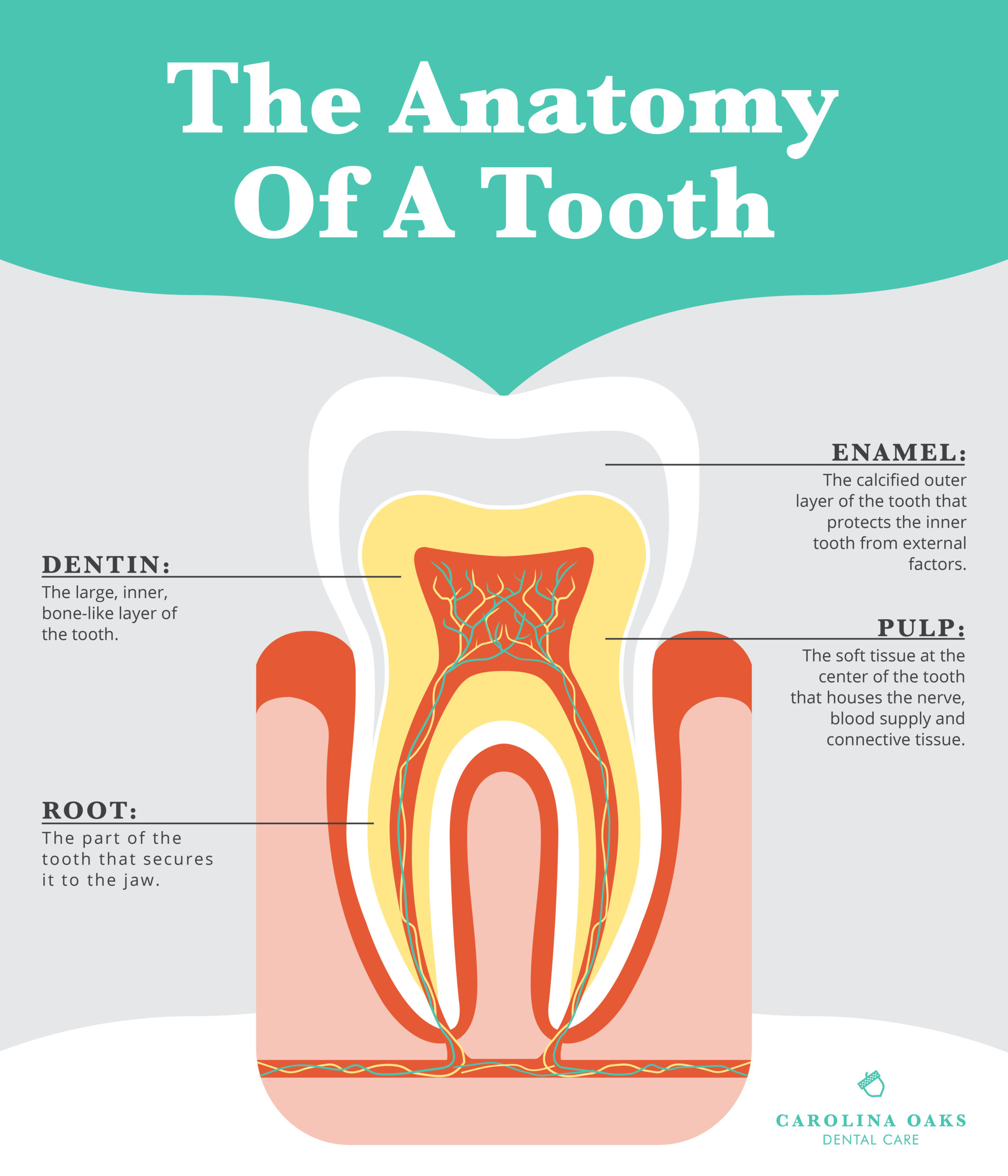 Tooth Insurance