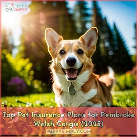 Top Pet Insurance Plans For Pembroke Welsh Corgis 2023 Top Pet Insurance Plans For Pembroke Welsh Corgis 2023