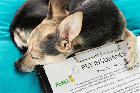 Understanding Dog Health Insurance A Comprehensive Guide Potiki Pet Understanding Dog Health Insurance A Comprehensive Guide Potiki Pet