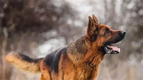 Unlocking Foremost Insurance Revealing Dog Breed Restrictions Unlocking Foremost Insurance Revealing Dog Breed Restrictions