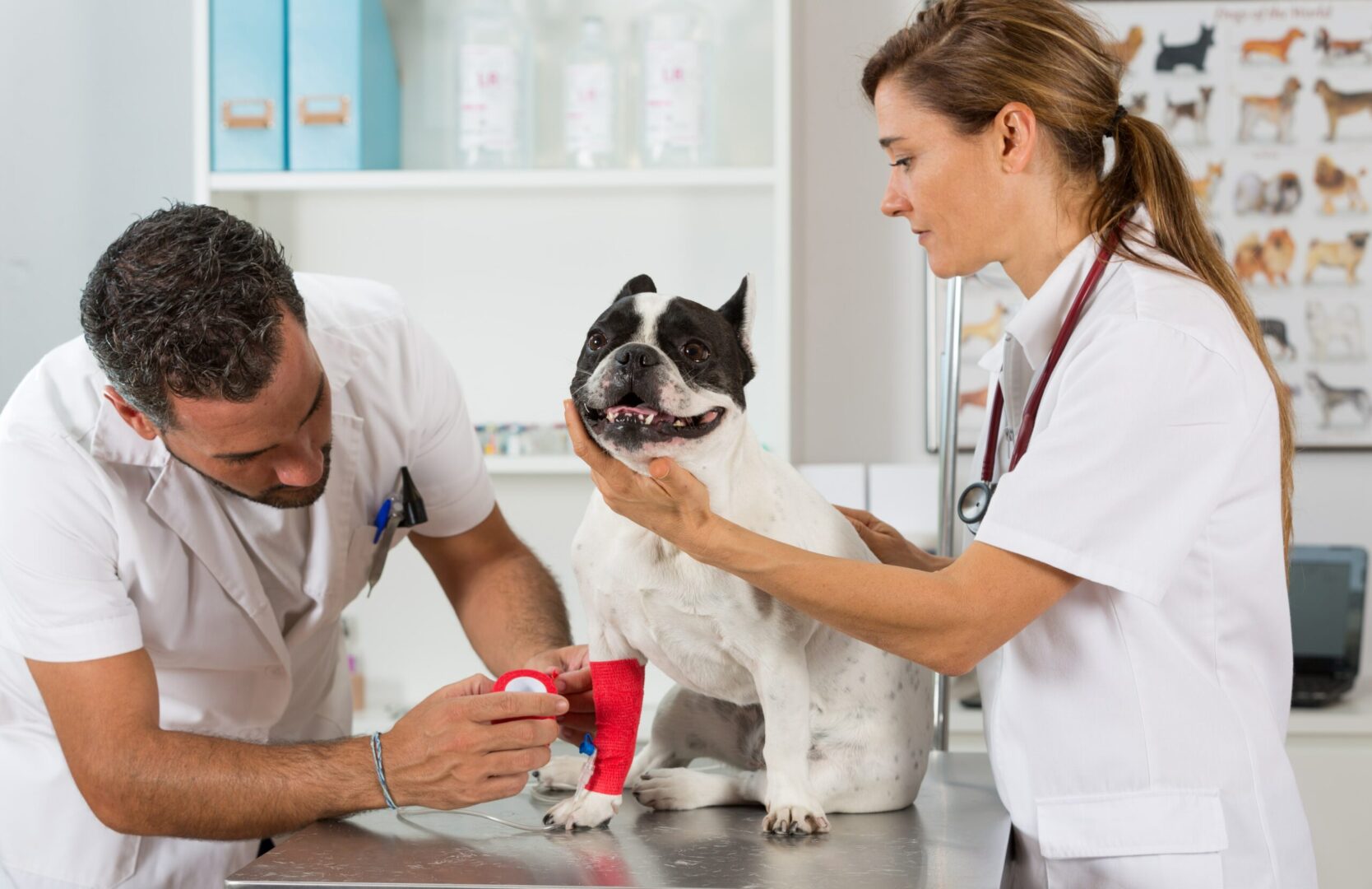 Vet Clinic Partner Programme Rewards Benefits Pd Insurance Vet Clinic Partner Programme Rewards Benefits Pd Insurance