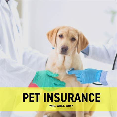 Vet Insurance For Dogs Vet Insurance For Dogs