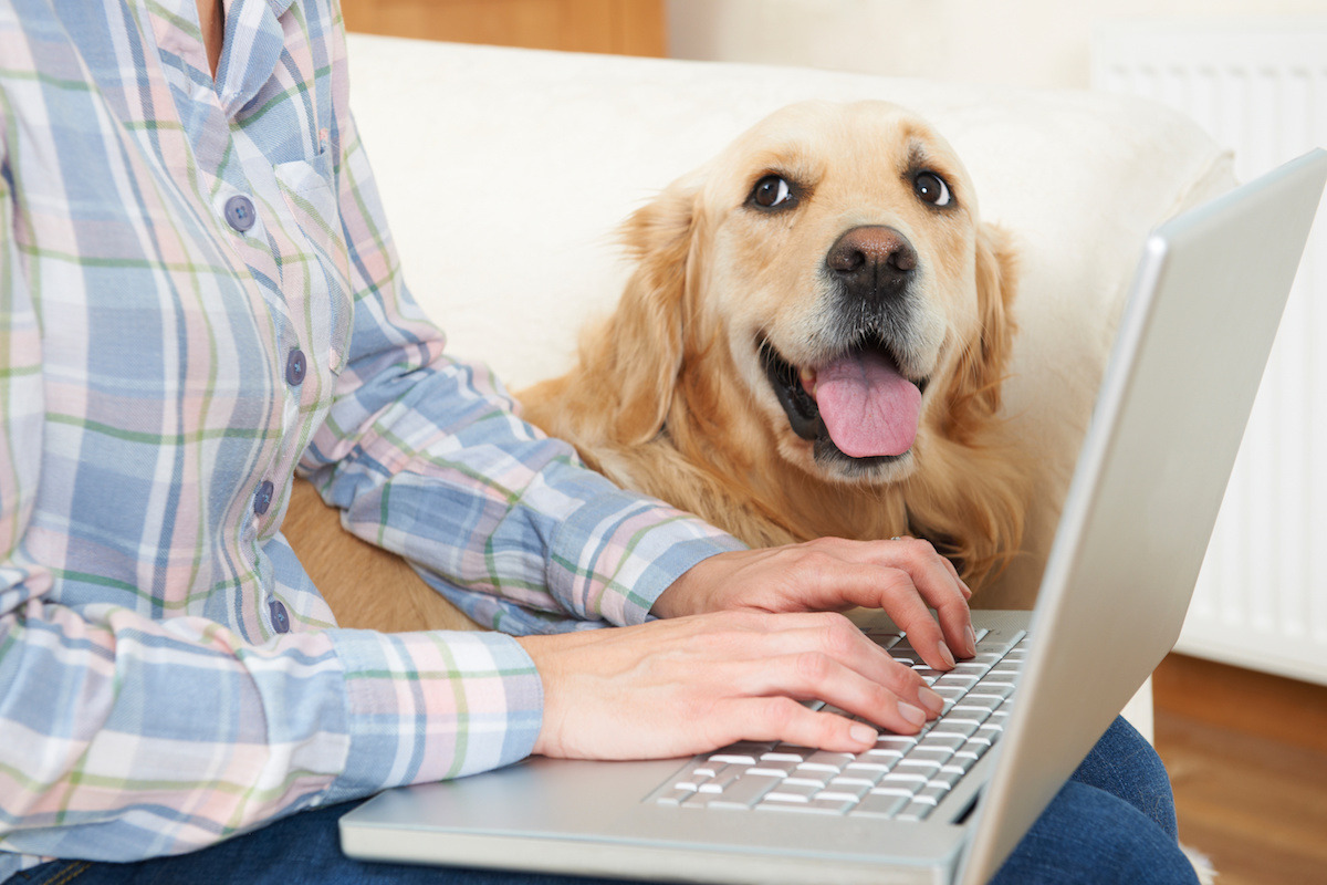 Veterinarians Are You Promoting Pet Insurance In Your Practice Veterinarians Are You Promoting Pet Insurance In Your Practice