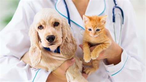 Veterinary Pet Insurance Pet Health Insurance Mixed Pet Charlotte Nc Veterinary Pet Insurance Pet Health Insurance Mixed Pet Charlotte Nc
