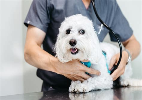 Veterinary Telemedicine Company Dutch Launches Pet Insurance In Veterinary Telemedicine Company Dutch Launches Pet Insurance In