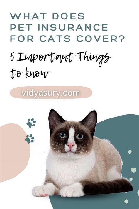 What Does Pet Insurance Cost And What Does It Cover At Laura Mullen Blog What Does Pet Insurance Cost And What Does It Cover At Laura Mullen Blog