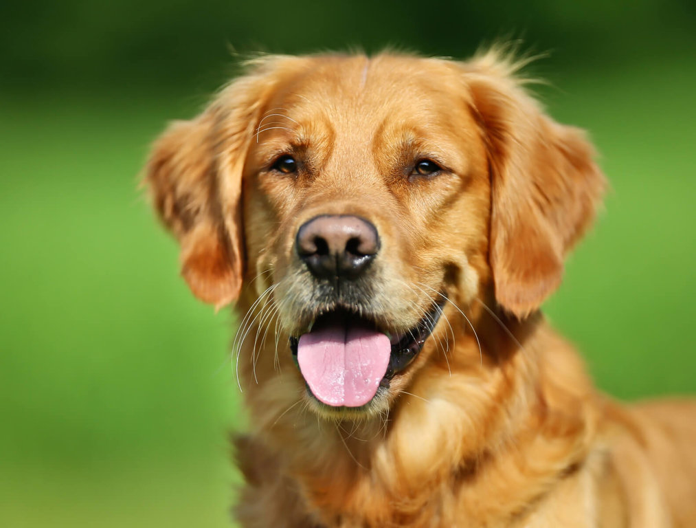 What Dog Breeds Do Insurance Companies Consider Aggressive What Dog Breeds Do Insurance Companies Consider Aggressive