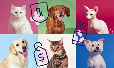 What Is Pet Health Insurance A Complete Guide Bechewy What Is Pet Health Insurance A Complete Guide Bechewy
