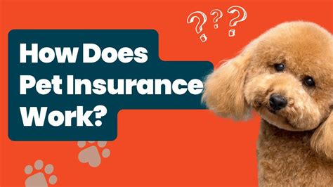 What Is Pet Insurance And How Does It Work Risk Coverage What Is Pet Insurance And How Does It Work Risk Coverage