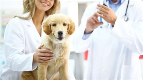 What Pet Insurance Companies Offer No Or Short Waiting Periods Bankrate
