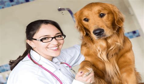 What To Do About Pets Health Care Before It Is Too Late Magpie Pets Online What To Do About Pets Health Care Before It Is Too Late Magpie Pets Online