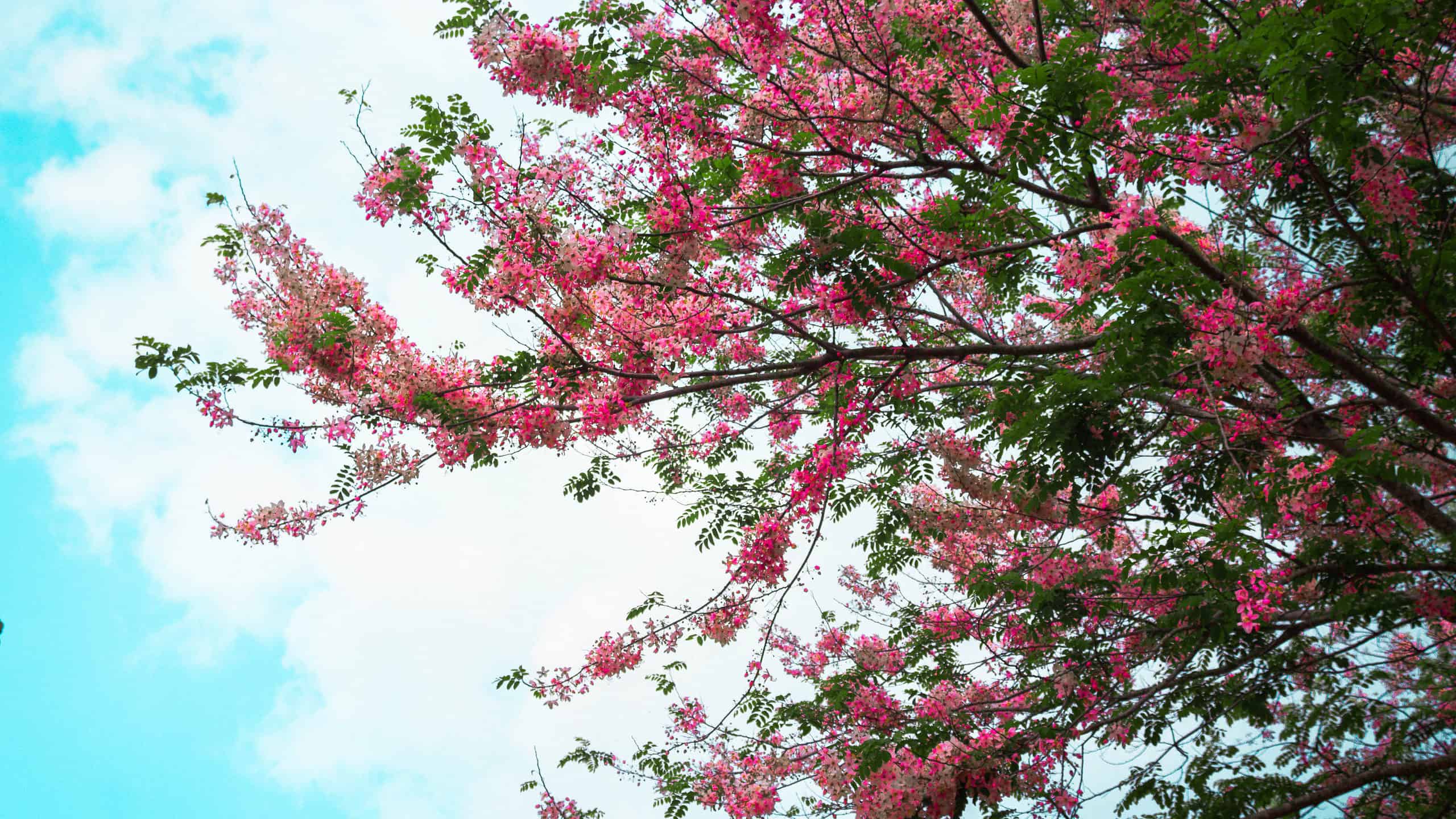 What Trees Are In Texas Easy Id Guide Empower Your Access What Trees Are In Texas Easy Id Guide Empower Your Access