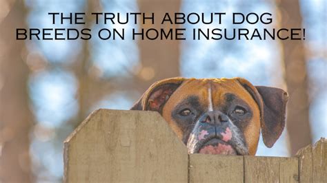 Which Dog Breeds Affect Your Homeowner S Insurance Which Dog Breeds Affect Your Homeowner S Insurance