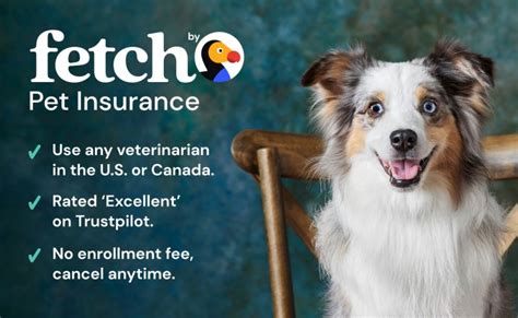 Why Fetch Offers The Best Pet Insurance Why Fetch Offers The Best Pet Insurance